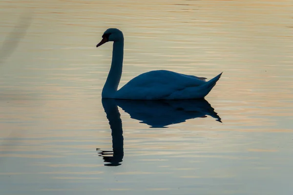 Ein Schwan schwimmt auf dem See und spiegelt sich im Wasser — Stockfoto