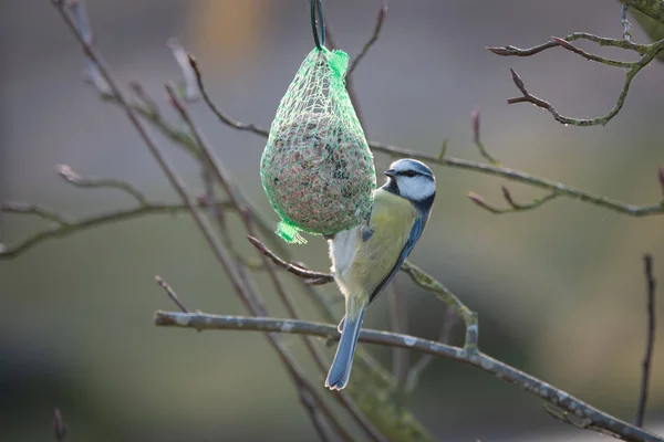 Eine bunte Kohlmeise hängt an einem Meisenknödel und frisst Nahrung — Stockfoto