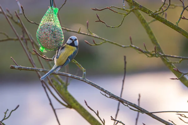 Eine bunte Kohlmeise hängt an einem Meisenknödel und frisst Nahrung — Stockfoto