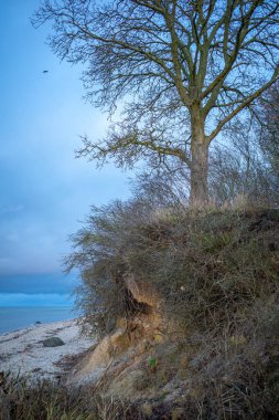 Baltık Denizi 'nde bir uçurumun kenarında bir ağaç duruyor.