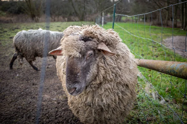 Na łące stoi wełniana owca z brudną grubą owczą skórą — Zdjęcie stockowe