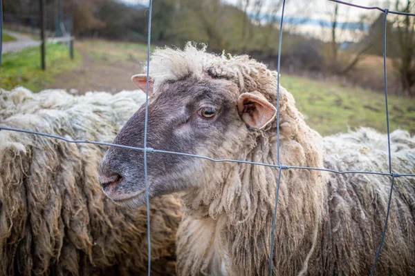 Na łące stoi wełniana owca z brudną grubą owczą skórą — Zdjęcie stockowe