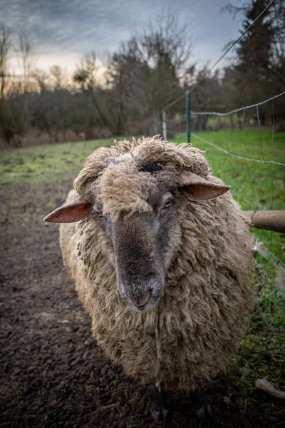 En un prado de pie ovejas de lana con una piel de oveja gruesa sucia —  Fotos de Stock