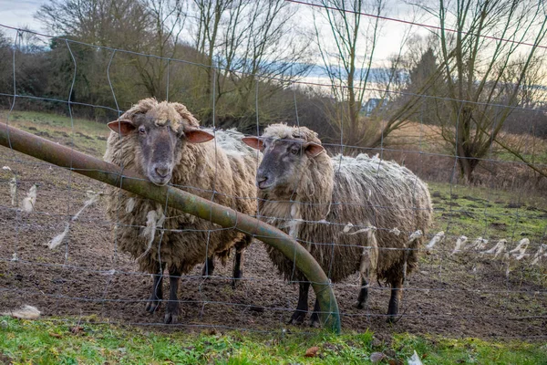 En un prado de pie ovejas de lana con una piel de oveja gruesa sucia —  Fotos de Stock