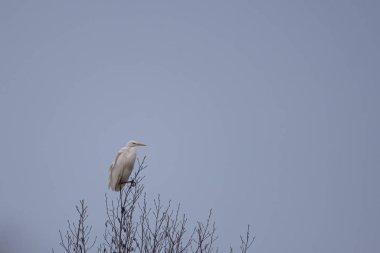 Beyaz bir vinç bir ağacın tepesinde oturur ve etrafına bakar.