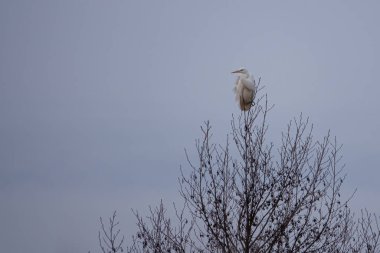 Beyaz bir vinç bir ağacın tepesinde oturur ve etrafına bakar.