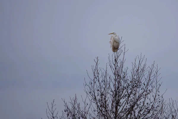 Une grue blanche est assise au sommet d'un arbre et regarde autour de elle — Photo