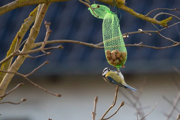 Uma pequena mama azul escolhe comida de um saco de semente de pássaro — Fotografia de Stock