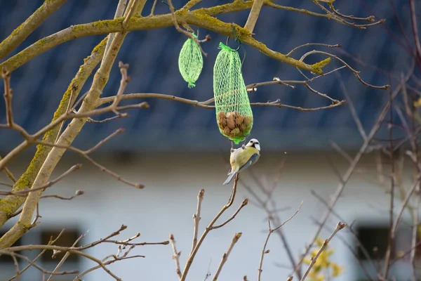 Eine kleine Blaumeise pflückt Futter aus einem Beutel mit Vogelsamen — Stockfoto