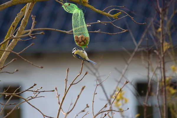 Un petit mésange bleu cueille de la nourriture dans un sac de graines d'oiseaux — Photo