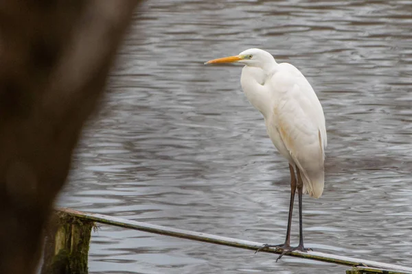 On a narrow wooden bridge stands a white egret — 스톡 사진