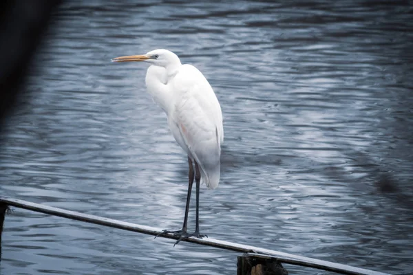 Auf einer schmalen Holzbrücke steht ein Silberreiher — Stockfoto