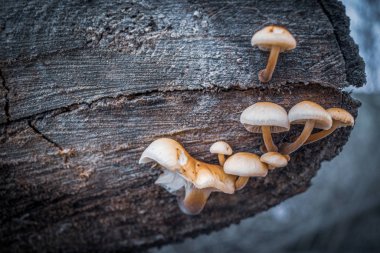 Kesilmiş ağaç gövdesinden çeşitli küçük ağaç mantarları yetişir.