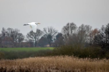 Bir Büyük Akbalıkçıl yiyecek aramak için bir gölün üzerinde uçar.