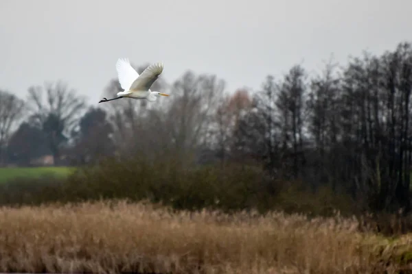 A Great White Egret flies over a lake in search of food — Stock Photo, Image