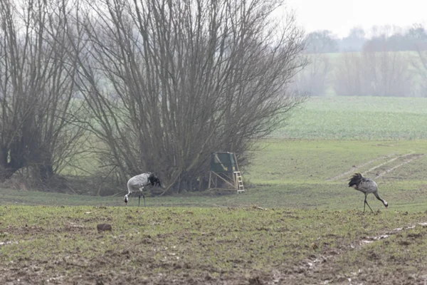 Żurawie stojące na polu w poszukiwaniu pożywienia — Zdjęcie stockowe