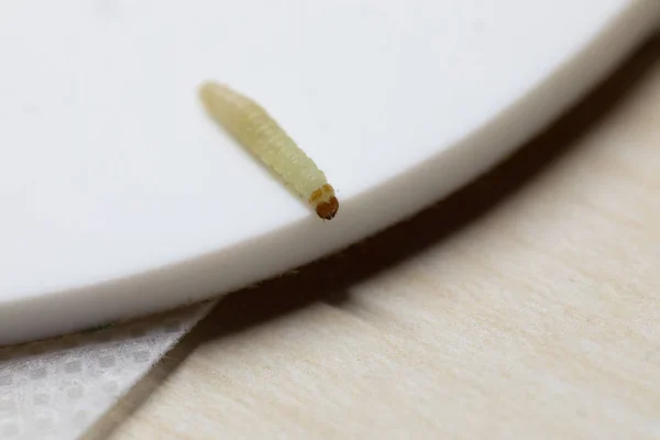 Una macro toma de una polilla de harina con su cuerpo peludo claro — Foto de Stock