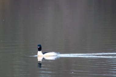 Bir merganser sakin su yüzeyi olan bir gölde yüzer.