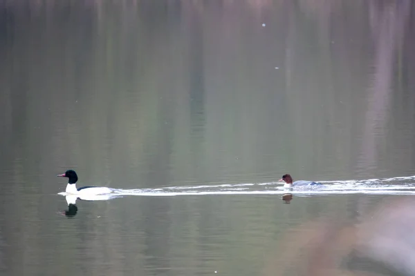 Ein Merganser schwimmt auf einem See mit ruhiger Wasseroberfläche — Stockfoto