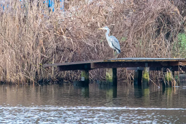 Na lądowisku wielki biały Egret szuka pożywienia — Zdjęcie stockowe