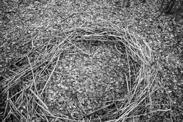 In a forest lies a mysterious circle of branches, which looks li — Stock Photo, Image