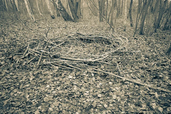 In a forest lies a mysterious circle of branches, which looks li — Stock Photo, Image