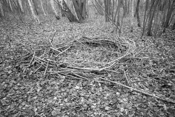 In a forest lies a mysterious circle of branches, which looks li — Stock Photo, Image