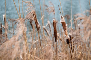 Bir gölün kıyısında bir sürü patlamış bulut vardır.