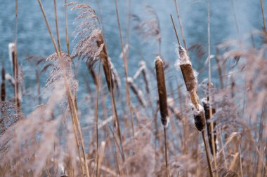 Bir gölün kıyısında bir sürü patlamış bulut vardır.