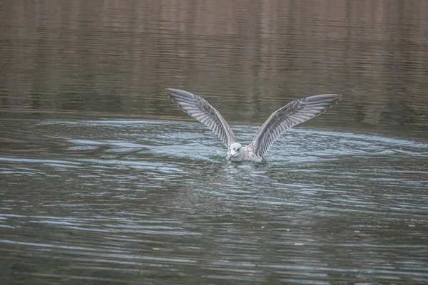 Πάνω από μια λίμνη γλάροι πετούν ενθουσιασμένα πάνω από το νερό σε αναζήτηση foo — Φωτογραφία Αρχείου
