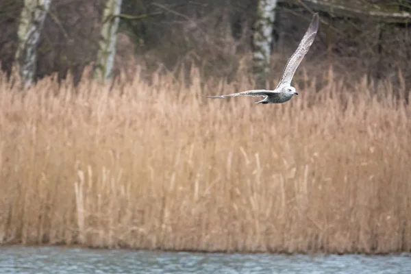 Über einem See fliegen Möwen aufgeregt über das Wasser auf der Suche nach foo — Stockfoto