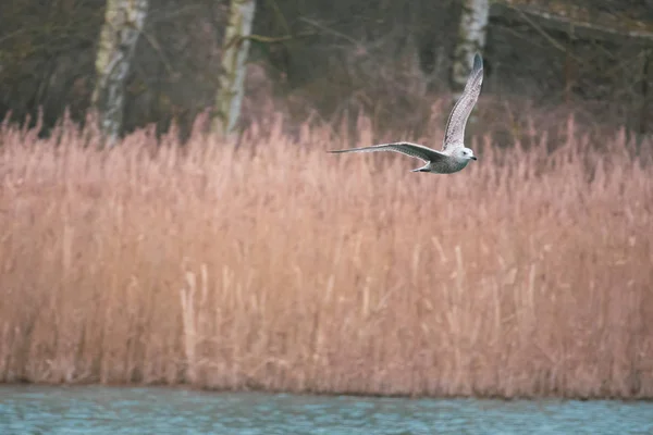 Über einem See fliegen Möwen aufgeregt über das Wasser auf der Suche nach foo — Stockfoto