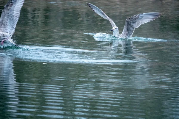 Above a lake gulls fly excitedly over the water in search of foo — 스톡 사진