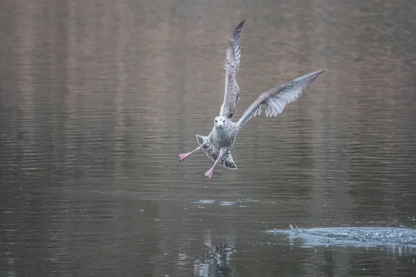 Above a lake gulls fly excitedly over the water in search of foo — 스톡 사진