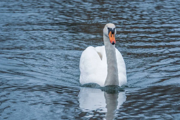 Nahaufnahme eines weißen Schwans, der auf einem See schwimmt und in die — Stockfoto