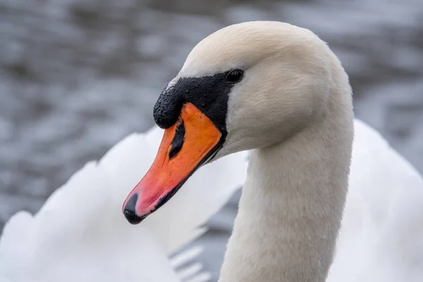 Close-up of a white swan swimming on a lake and looking into the — 스톡 사진