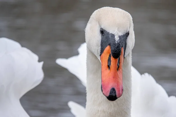 Close-up of a white swan swimming on a lake and looking into the — 스톡 사진