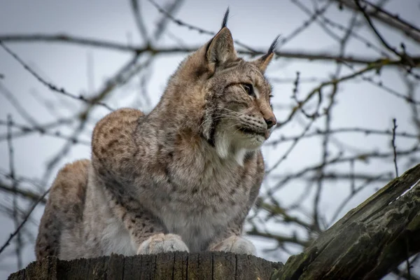 Portrait of a lynx, Lynx lynx, sitting on a tree trunk in a zoo — Stock Photo, Image