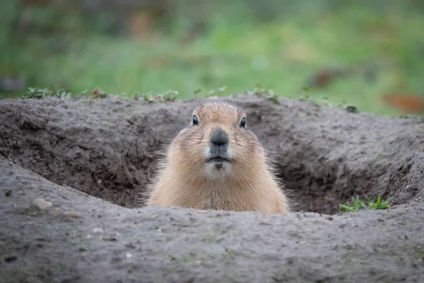  Şirin bir çayır köpeğinin portresi, Cynomys cinsi, hayvanat bahçesinde.