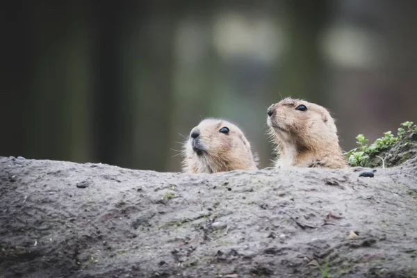 Portret van een schattige prairiehond, geslacht Cynomys, in een dierentuin — Stockfoto