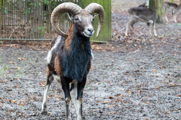 Retrato de um muflão, Ovis orientalis, num jardim zoológico — Fotografia de Stock