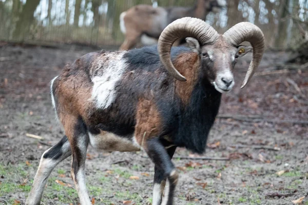 Ritratto di un muflone, Ovis orientalis, in uno zoo — Foto Stock