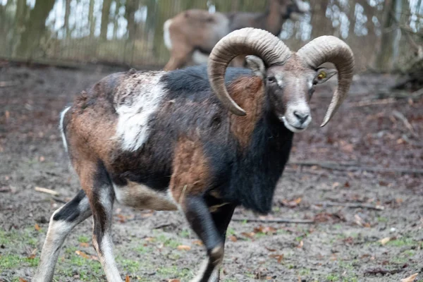 Portret muflona, Ovis orientalis, w zoo — Zdjęcie stockowe