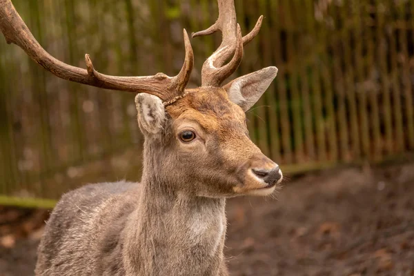 Retrato de um veado, dama dama, em um zoológico — Fotografia de Stock