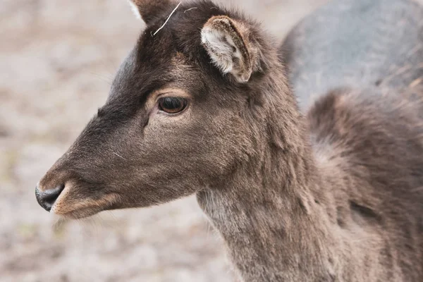 Retrato de um veado, dama dama, em um zoológico — Fotografia de Stock