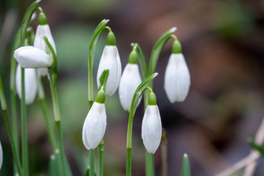 Galanthus Nivalis 'in duyurduğu bir bahçe var.