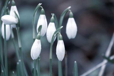 Galanthus Nivalis 'in duyurduğu bir bahçe var.