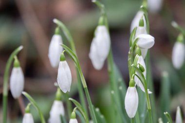 Galanthus Nivalis 'in duyurduğu bir bahçe var.