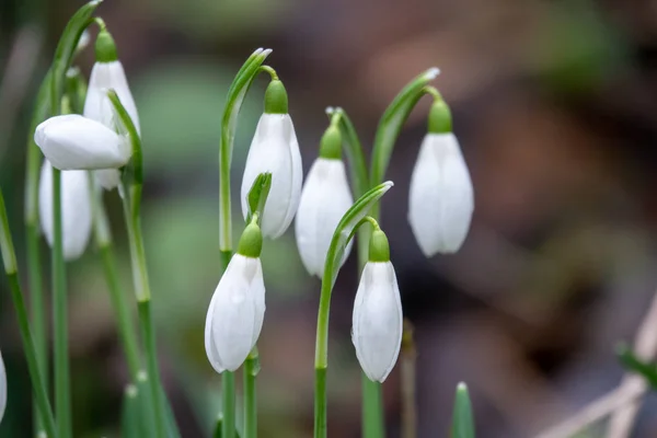 Un jardín hay algunas gotas de nieve, Galanthus nivalis, anunciando — Foto de Stock