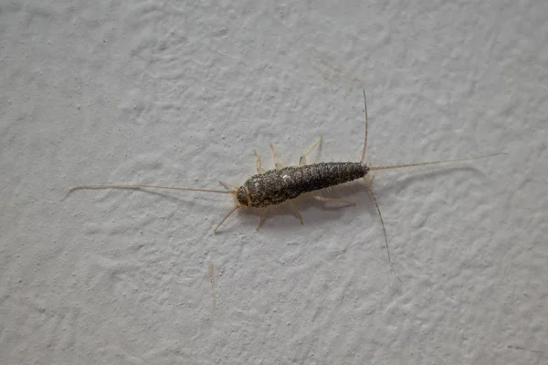 Beyaz bir duvarda kahverengi kağıttan bir balık böceği sürünüyor. — Stok fotoğraf